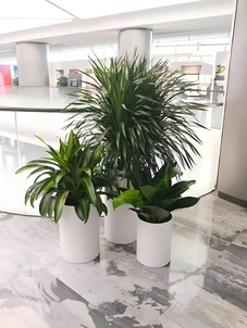 江北花木租摆价格